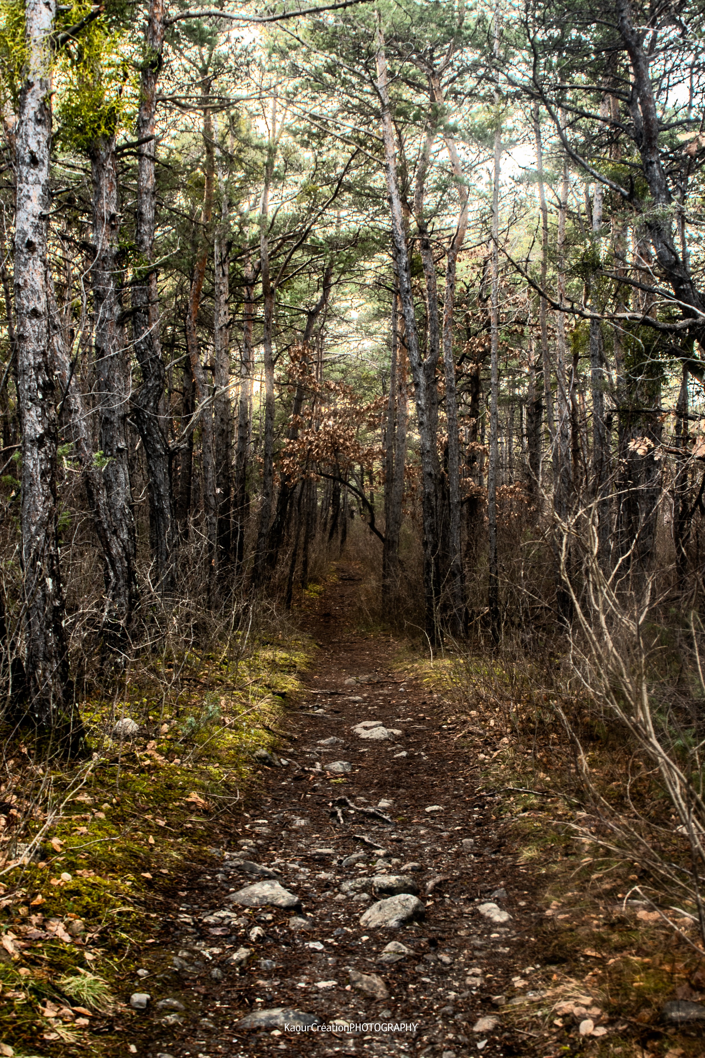 Chemin forestier