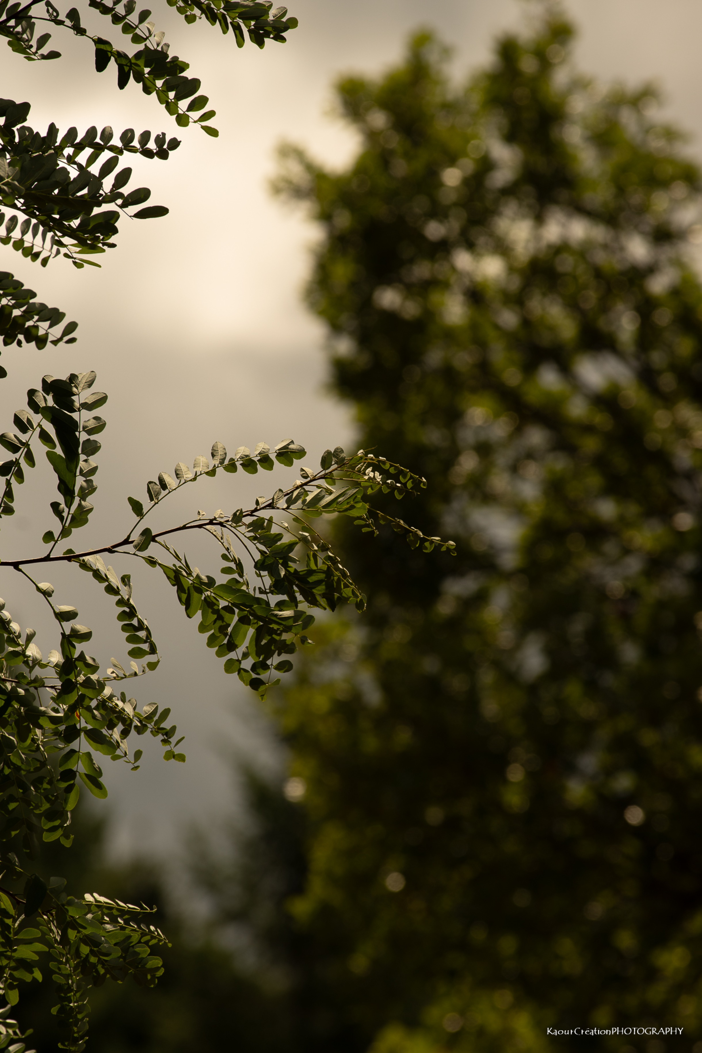 Feuilles