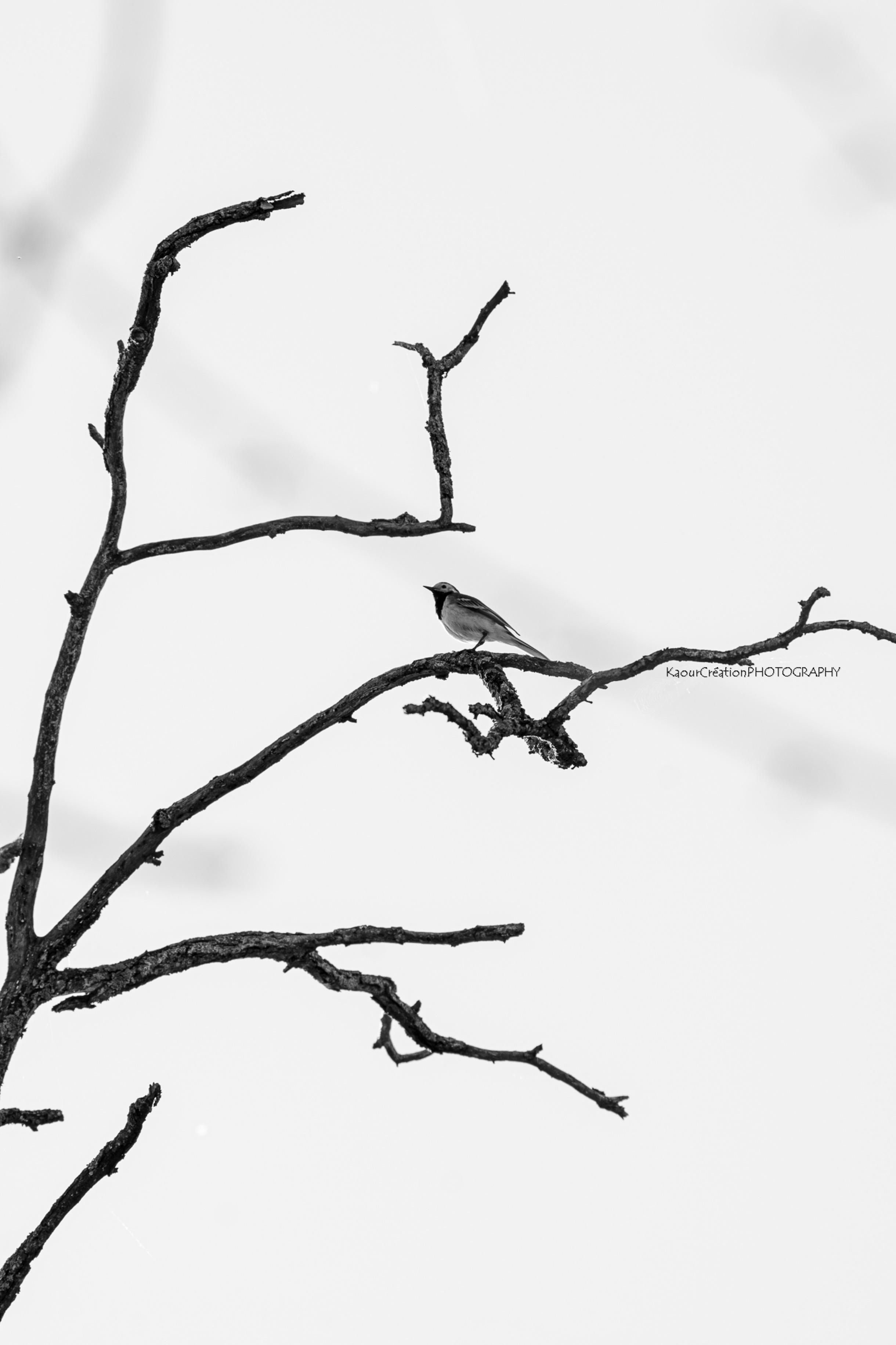 Noir & Blanc